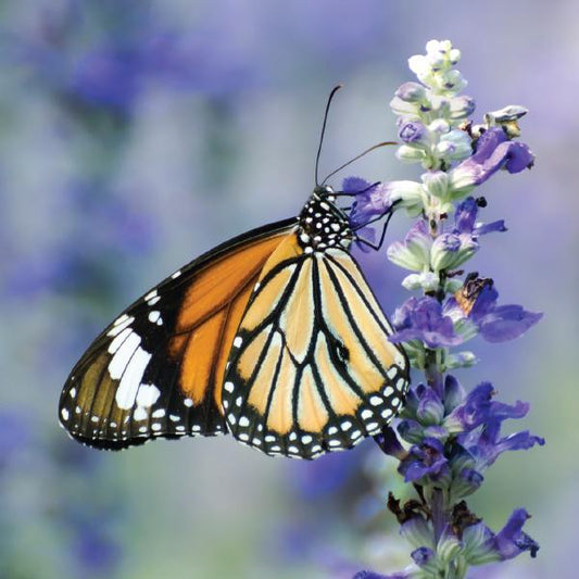 products/CHEEKSHADE_BUTTERFLY_1200x_d3f76738-d108-4bc2-aee9-6c23fa04d3d0.jpg