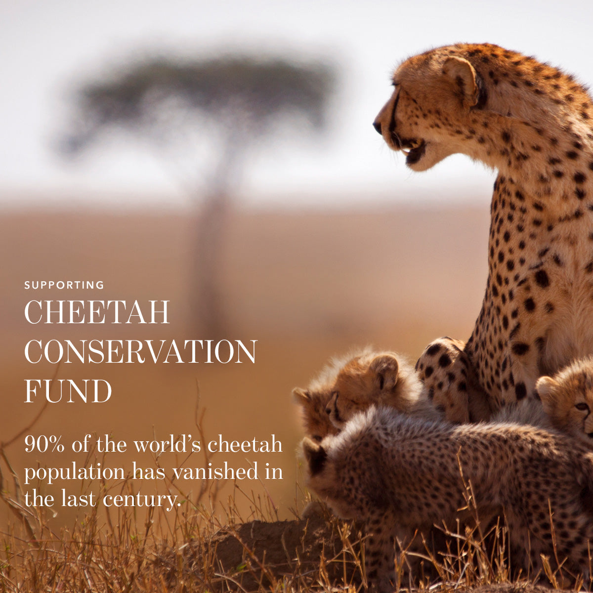 Cheetah