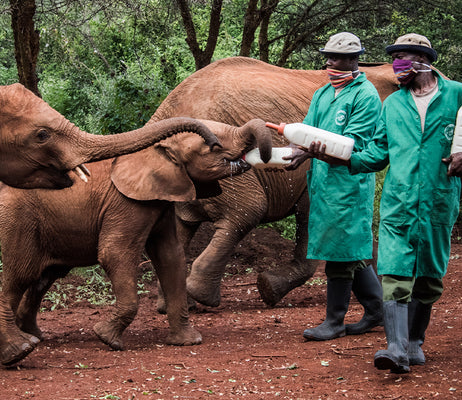 Adopt a Rescued Orphan Elephant
