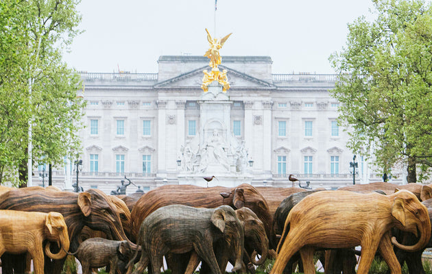 Why Did The Elephant Cross The Road?